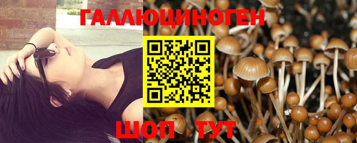 Галлюциногенные грибы Psilocybine cubensis Кунгур